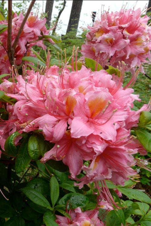  Samford Sorbet Native Azalea (Rhododendron) - 3 Gallon Pot