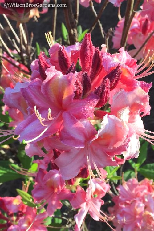  Southern Sunset Aromi Azalea (Rhododendron Hybrid) - 3 Gallon Pot