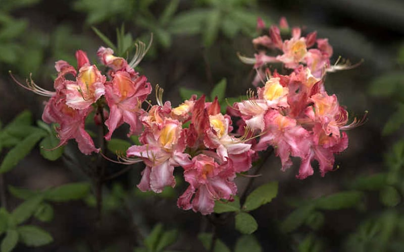  Southern Sunset Aromi Azalea (Rhododendron Hybrid) - 3 Gallon Pot
