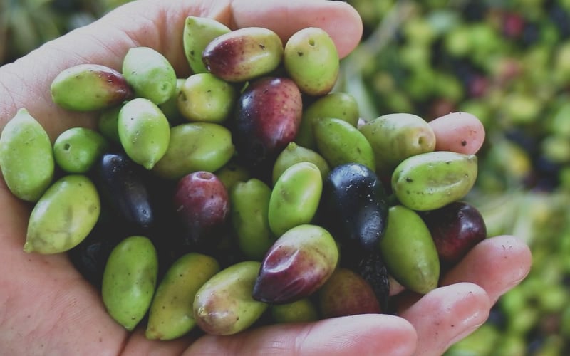  Arbequina Olive Tree - 2 Gallon Pot