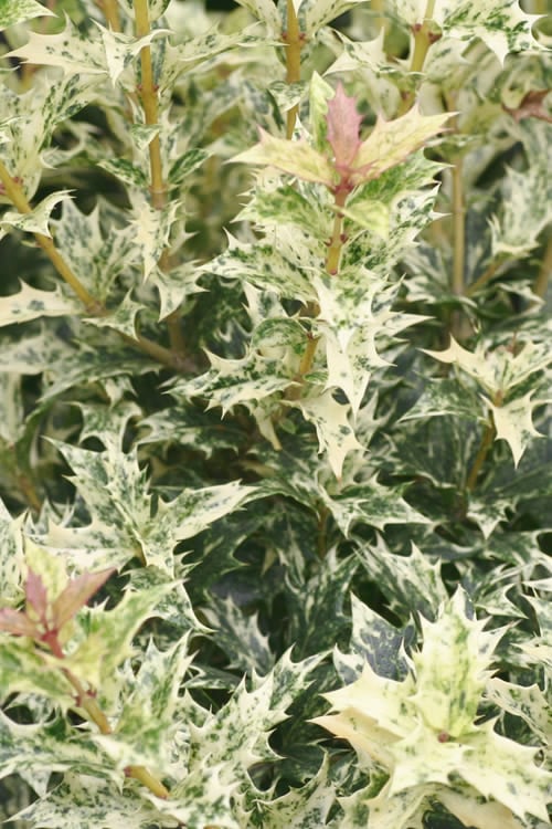  Goshiki Osmanthus (Variegated False Holly) - 5 Gallon Pot