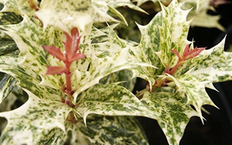  Goshiki Osmanthus (Variegated False Holly) - 5 Gallon Pot