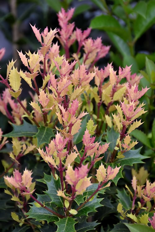  Party Lights Pink Flush Tea Olive - Osmanthus Heterophyllus - 6 Pack Of 1 Gallon Pots