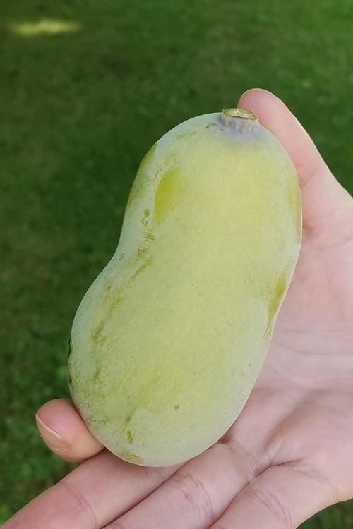  Paw Paw Tree - Asimina Triloba - 5 Gallon Pot