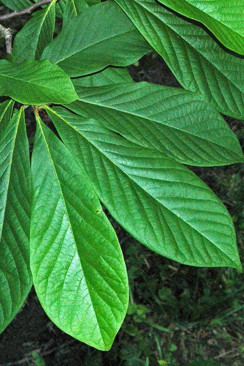  Paw Paw Tree - Asimina Triloba - 5 Gallon Pot