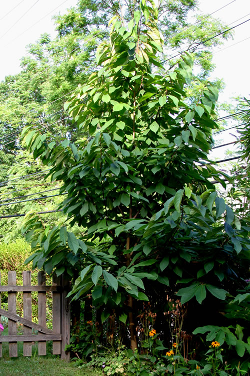  Paw Paw Tree - Asimina Triloba - 5 Gallon Pot