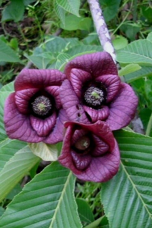  Paw Paw Tree - Asimina Triloba - 5 Gallon Pot