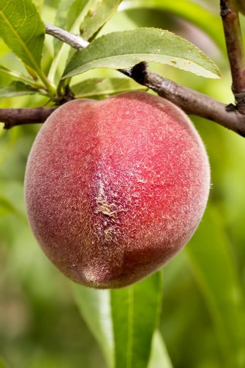  Bonanza Dwarf Patio Peach Tree - 5 Gallon