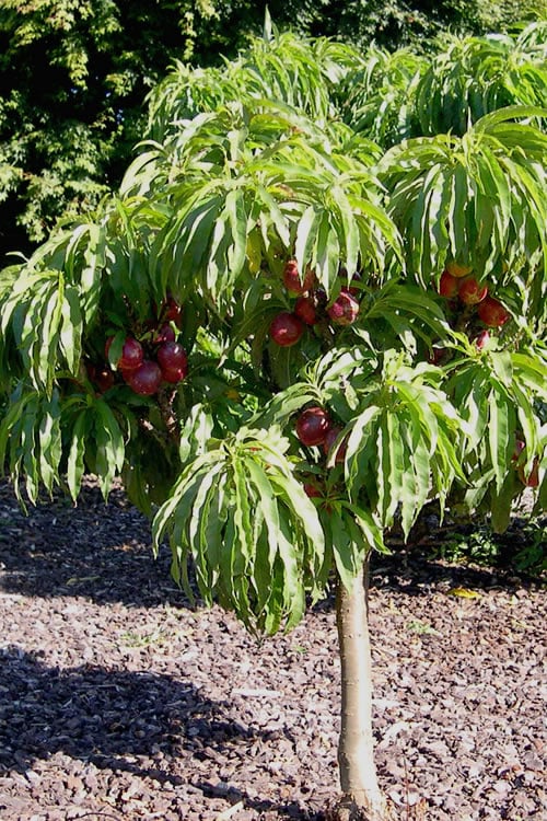  Bonanza Dwarf Patio Peach Tree - 5 Gallon