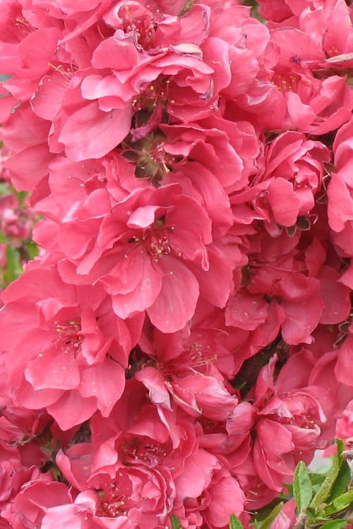  Bonanza Dwarf Patio Peach Tree - 5 Gallon