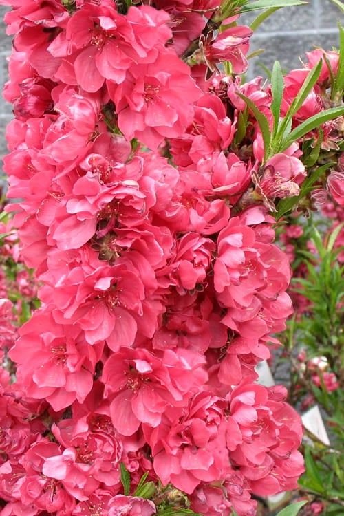  Bonanza Dwarf Patio Peach Tree - 5 Gallon