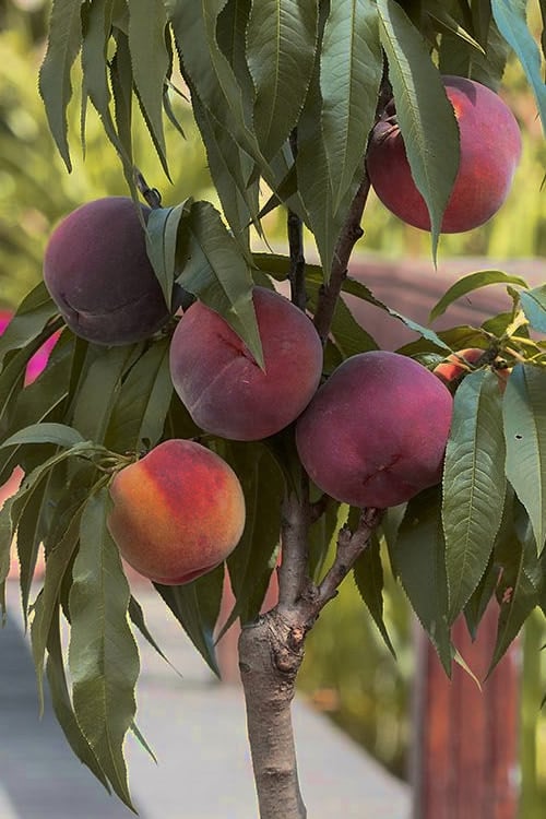  Bonanza Dwarf Patio Peach Tree - 5 Gallon