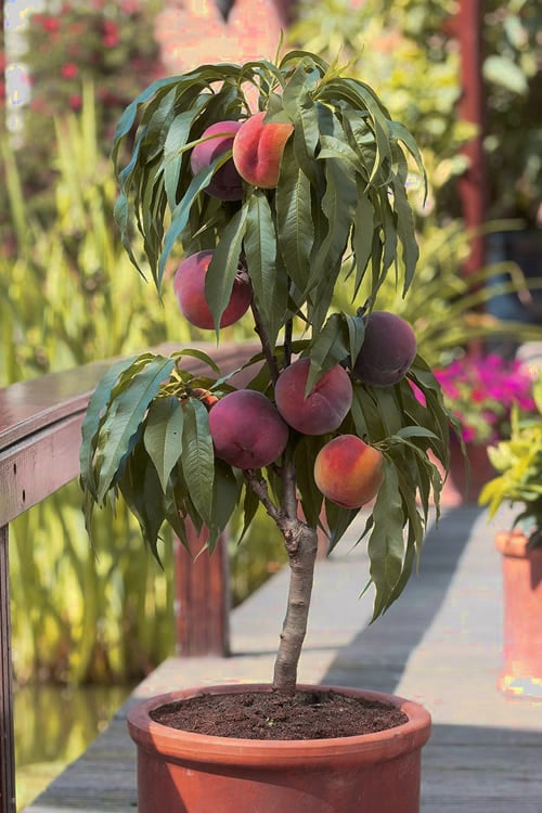  Bonanza Dwarf Patio Peach Tree - 5 Gallon