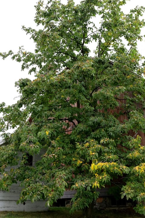  American Persimmon Tree - Diospyros Virginiana - 3 Gallon Pot