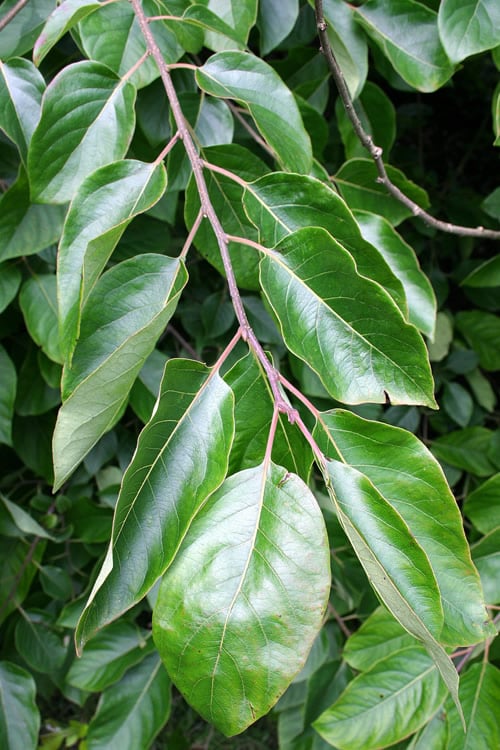  American Persimmon Tree - Diospyros Virginiana - 3 Gallon Pot