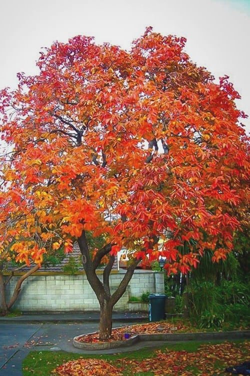  American Persimmon Tree - Diospyros Virginiana - 3 Gallon Pot