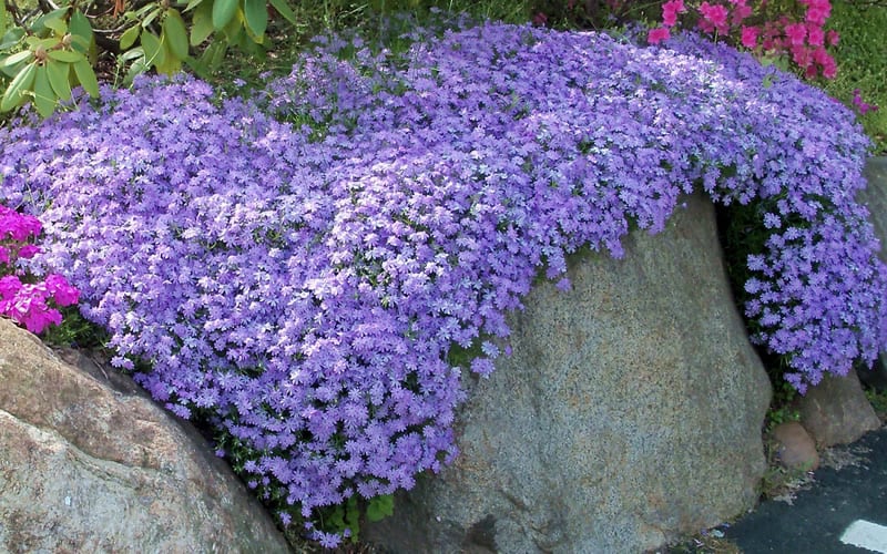  Emerald Cushion Blue Creeping Phlox - 1 Gallon Pot