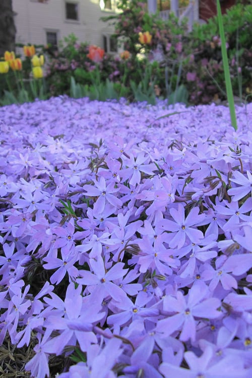  Emerald Cushion Blue Creeping Phlox - 1 Gallon Pot