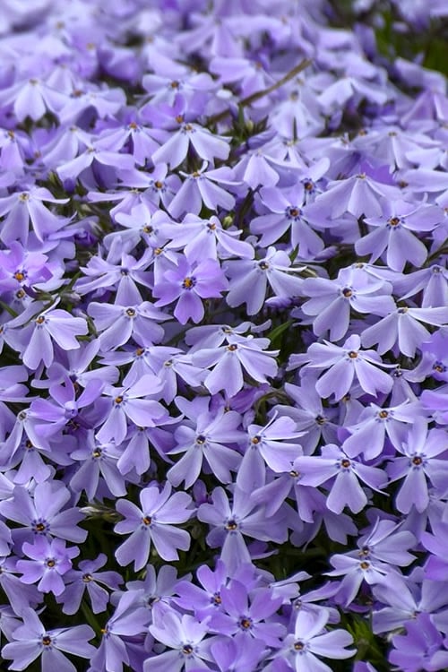  Emerald Cushion Blue Creeping Phlox - 1 Gallon Pot