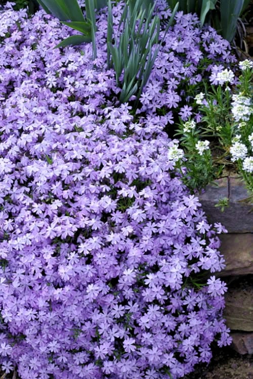  Emerald Cushion Blue Creeping Phlox - 1 Gallon Pot
