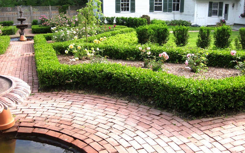  Baby Gem Boxwood - 1 Gallon Pot