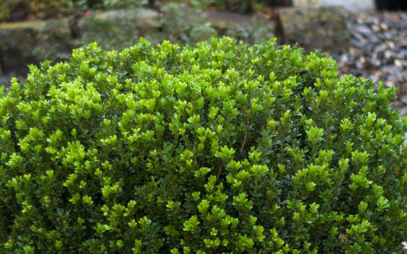  Baby Gem Boxwood - 1 Gallon Pot