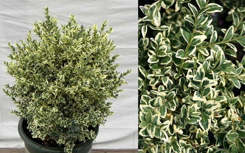  Dwarf Variegated Boxwood - 5 Gallon Pot
