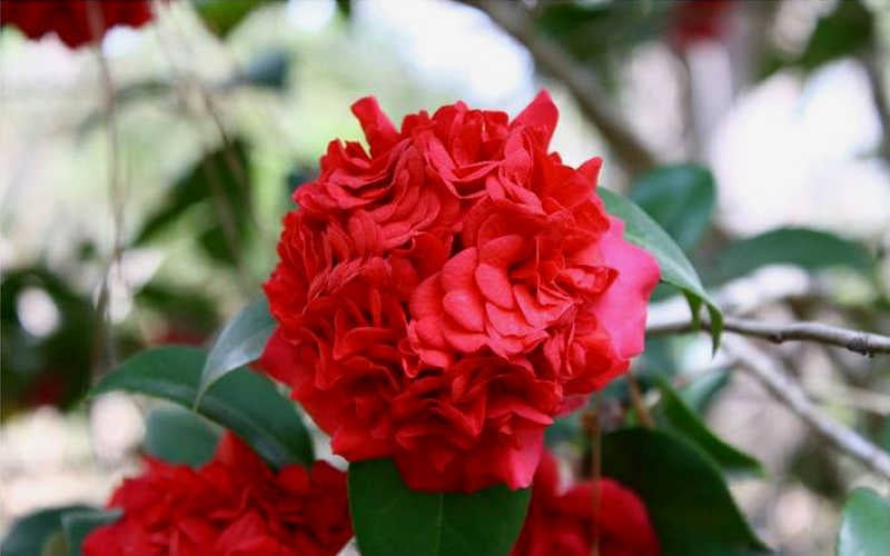  Professor Sargent Camellia Japonica - 1 Gallon Pot