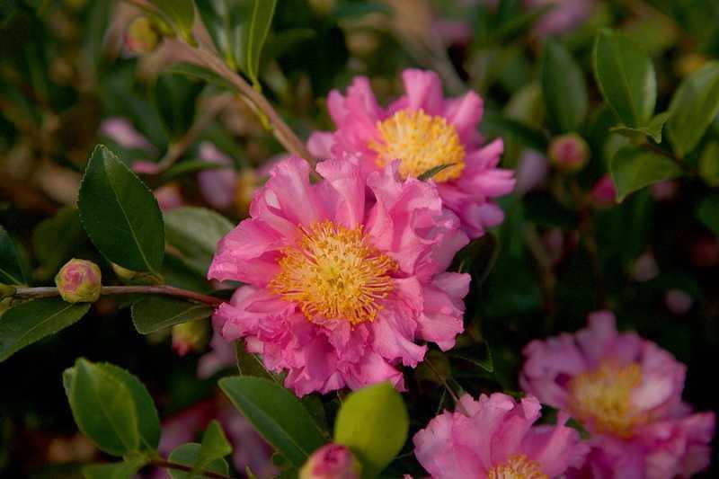  October Magic Carpet Dwarf Camellia - 1 Gallon Pot