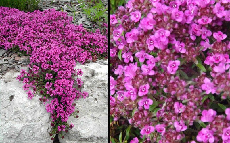 Red Creeping Thyme (Thymus Praecox 'Coccineus') - 8 Pack Of Quart Pots