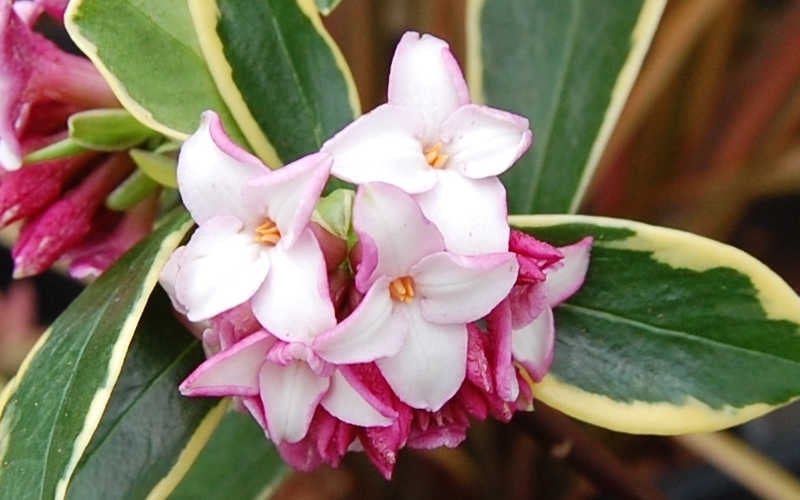  Variegated Pink Winter Daphne - 1 Gallon Pot