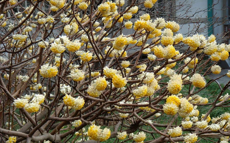  Winter Gold Edgeworthia Chrysantha - Paper Bush - 3 Gallon Pot
