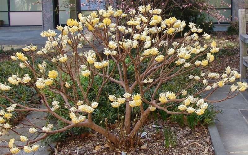  Edgeworthia Chrysantha Paper Bush - 7 Gallon Pot