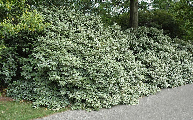  Fruitland Elaeagnus (Silverberry) - 1 Gallon Pot