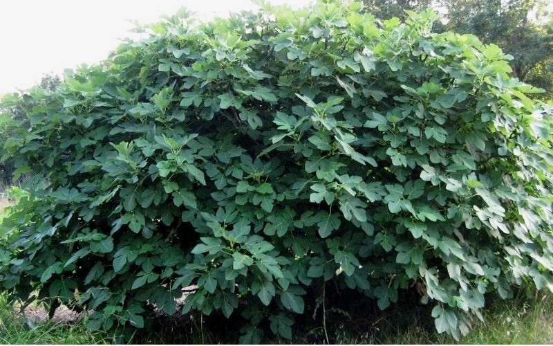  Celeste Fig Tree - 3 Gallon Pot