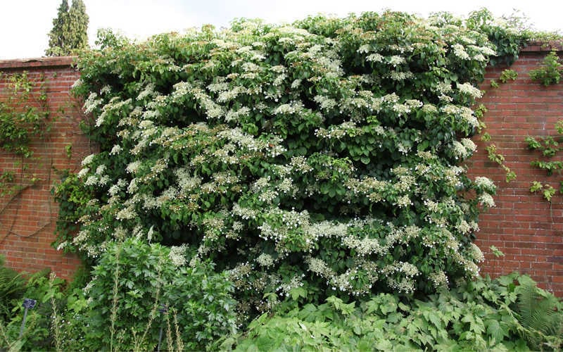  Moonlight Climbing Hydrangea - 1 Gallon Pot