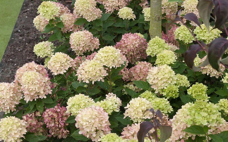  Little Lime Hydrangea - 3 Gallon Pot