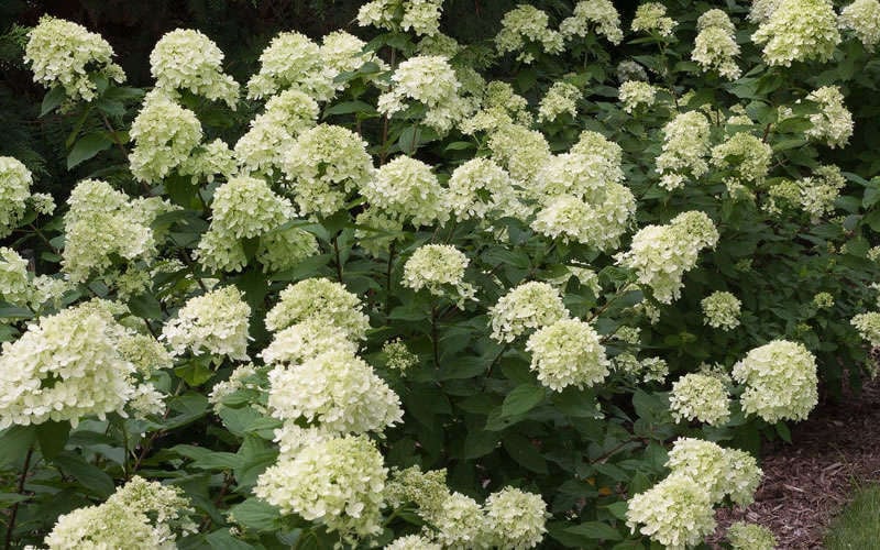  Little Lime Hydrangea - 3 Gallon Pot
