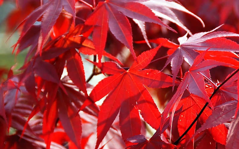  Fireglow Red Leaf Japanese Maple - 5 Gallon Pot (4.5-5.5')
