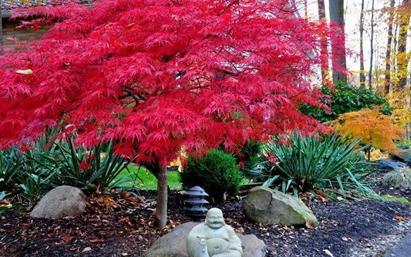  Red Dragon Dwarf Japanese Maple - 5 Gallon Pot (3-4')
