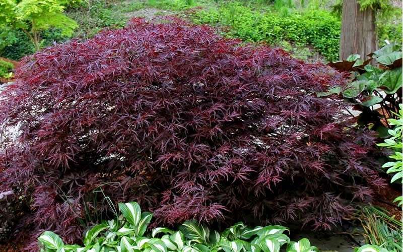  Red Dragon Dwarf Japanese Maple - 1 Gallon Pot