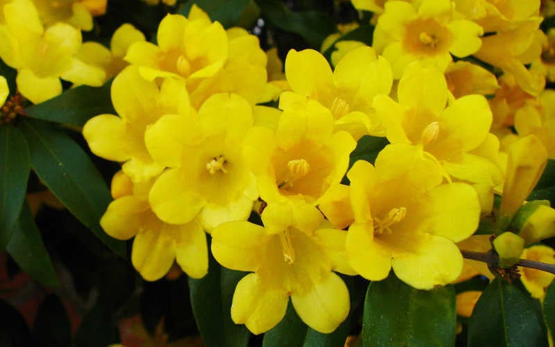  Butterscotch Yellow Jasmine (Jessamine) - Gelsemium Sempervirens - 1 Gallon Pot