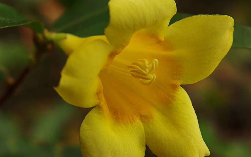  Butterscotch Yellow Jasmine (Jessamine) - Gelsemium Sempervirens - 1 Gallon Pot