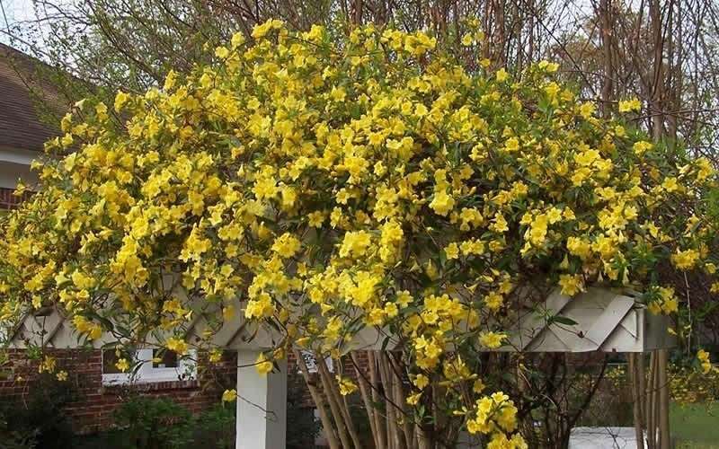  Butterscotch Yellow Jasmine (Jessamine) - Gelsemium Sempervirens - 1 Gallon Pot