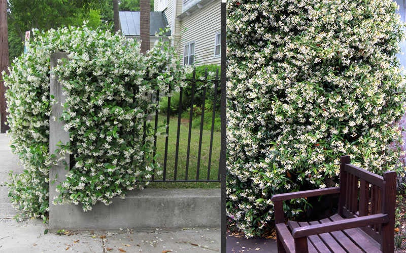  Confederate Jasmine Vine (Trachelospermum Jasminoides) - 3 Gallon Pot