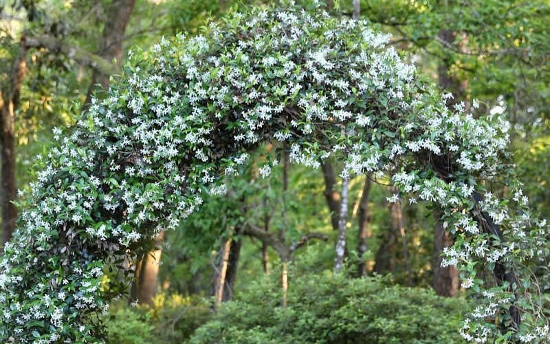  Confederate Jasmine Vine (Trachelospermum Jasminoides) - 3 Gallon Pot