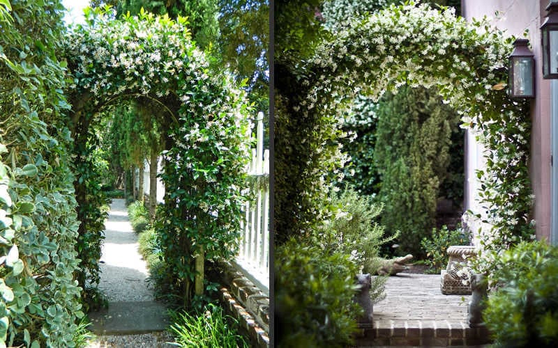  Confederate Jasmine Vine (Trachelospermum Jasminoides) - 3 Gallon Pot