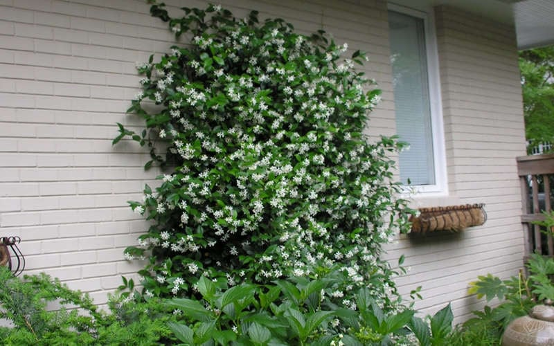  Confederate Jasmine Vine (Trachelospermum Jasminoides) - 3 Gallon Pot