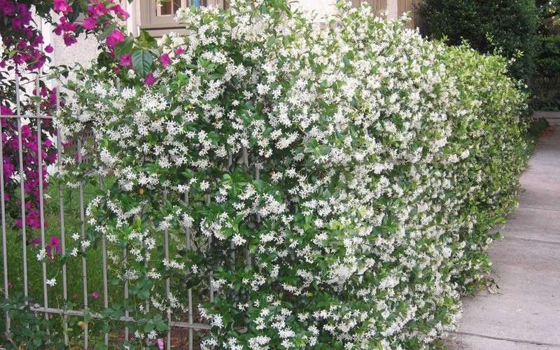  Confederate Jasmine Vine (Trachelospermum Jasminoides) - 3 Gallon Pot