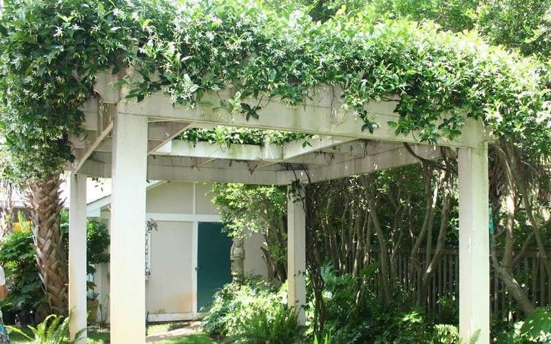  Confederate Jasmine Vine (Trachelospermum Jasminoides) - 3 Gallon Pot